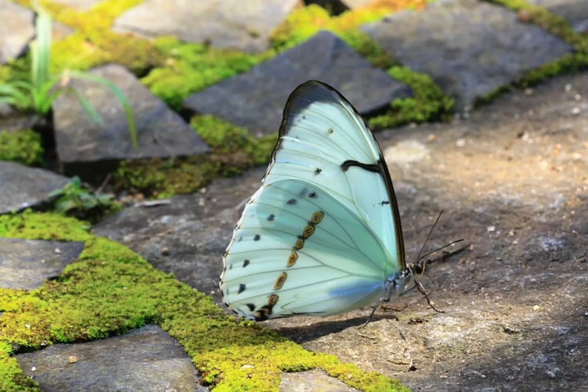 Real White Butterfly Wing Necklace