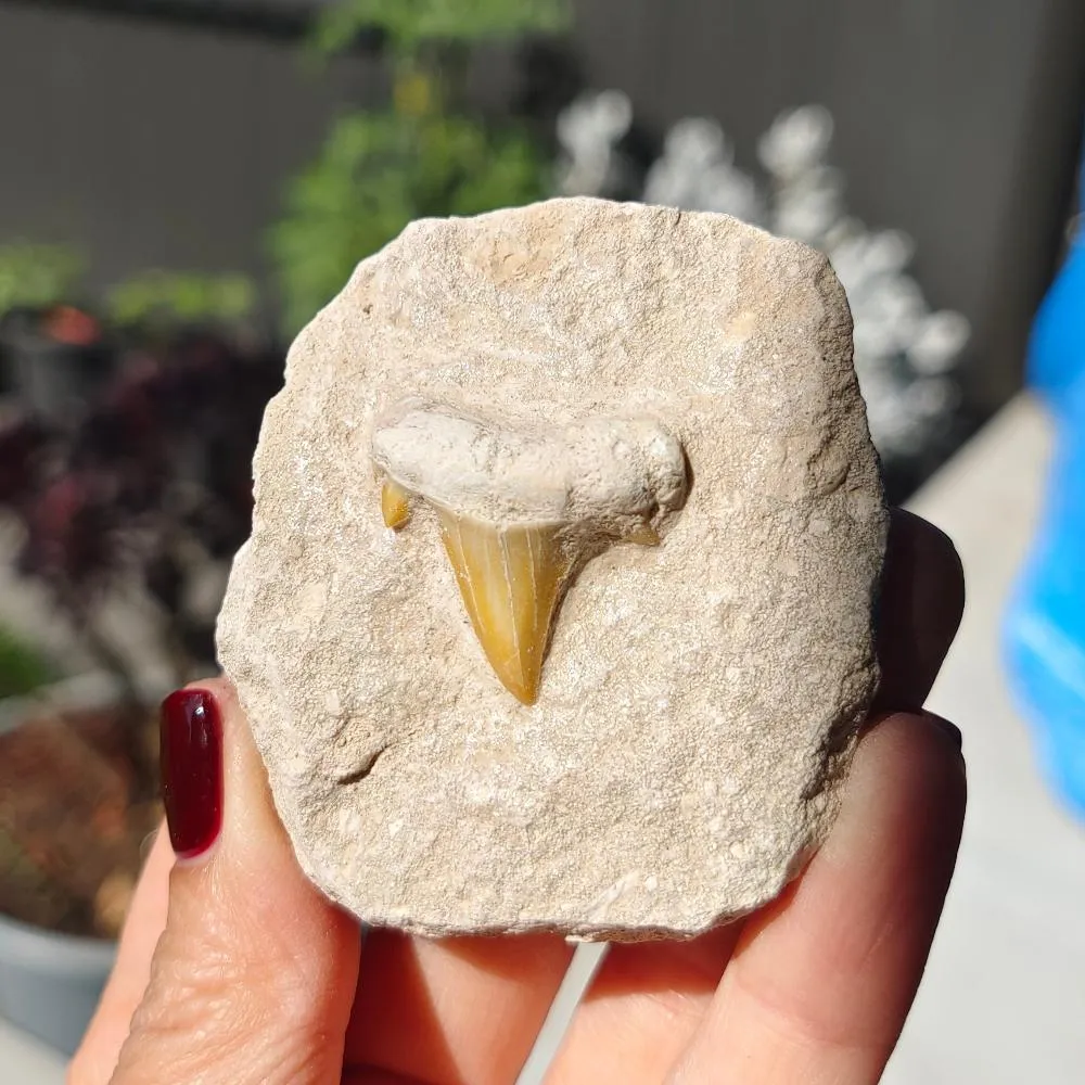 Shark Tooth 0.07gr 5x6cm