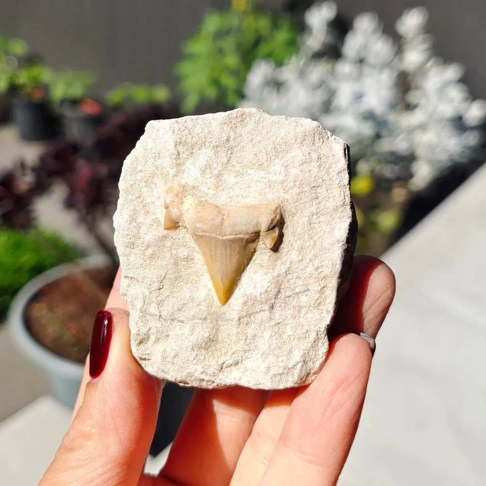 Shark Tooth 0.07gr 5x6cm