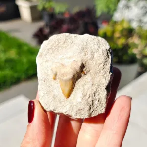 Shark Tooth 0.07gr 5x6cm
