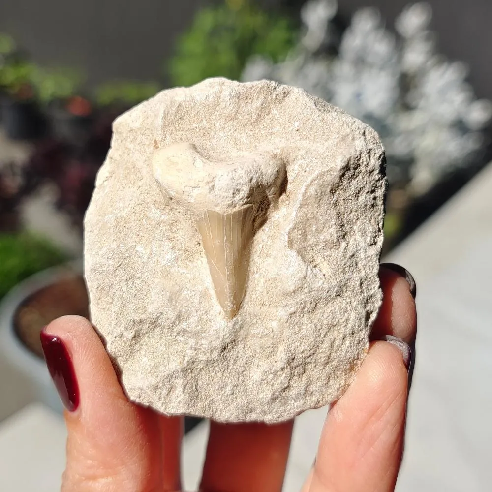 Shark Tooth 0.07gr 5x6cm