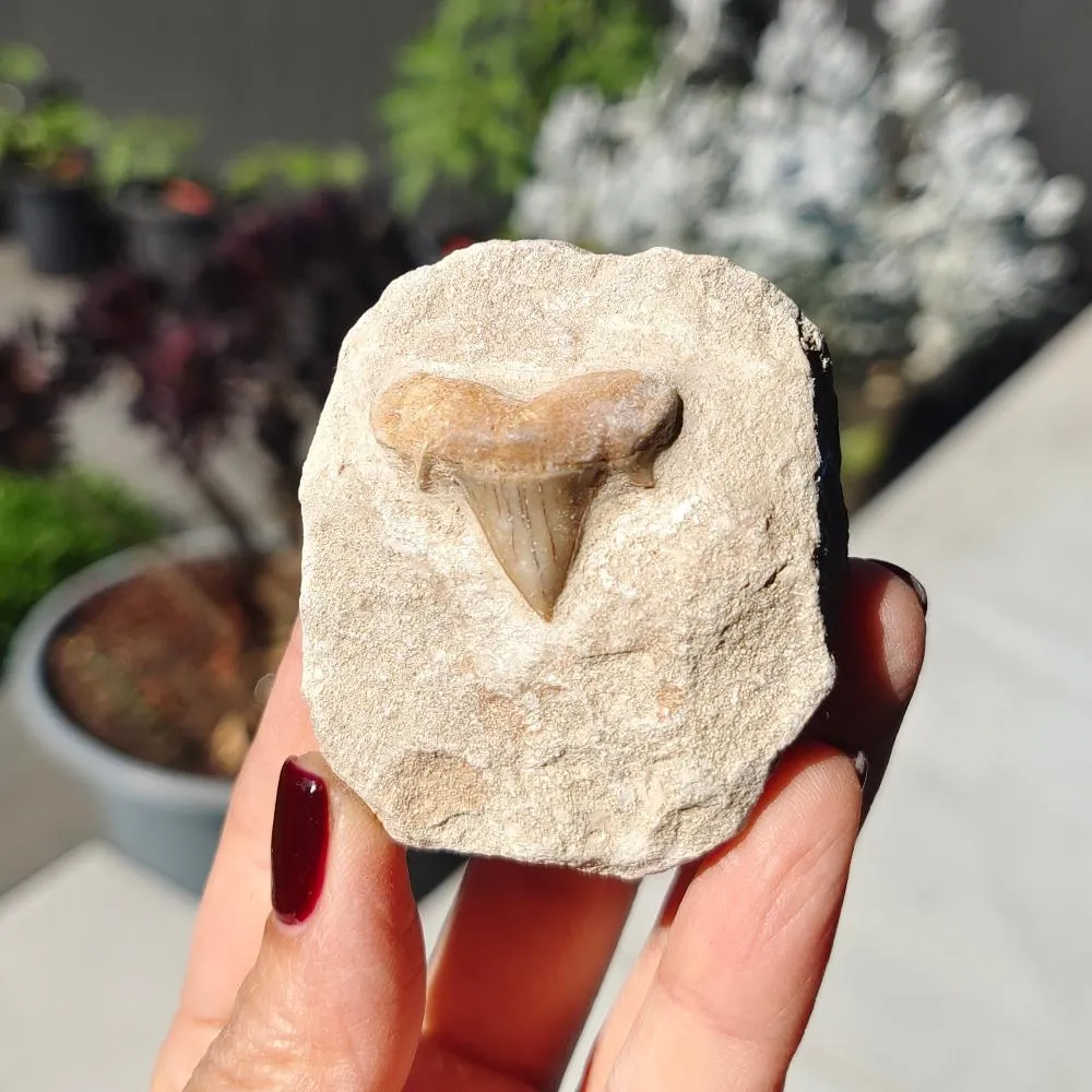 Shark Tooth 0.07gr 5x6cm