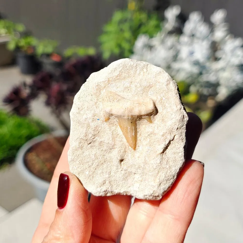 Shark Tooth 0.07gr 5x6cm