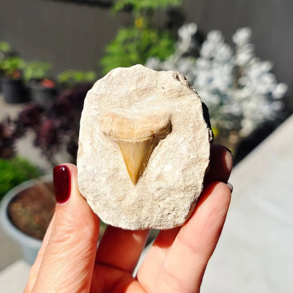 Shark Tooth 0.07gr 5x6cm