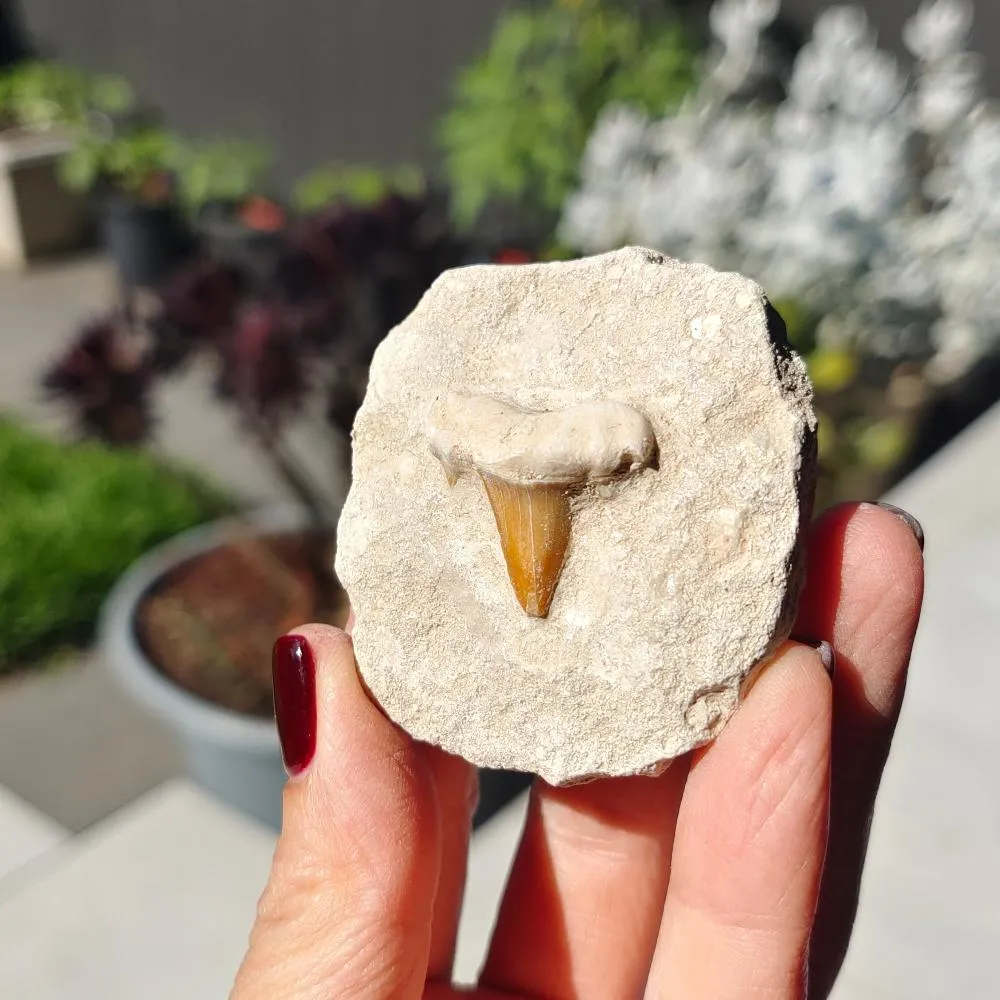 Shark Tooth 0.07gr 5x6cm